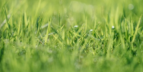 Close up photo of green grass