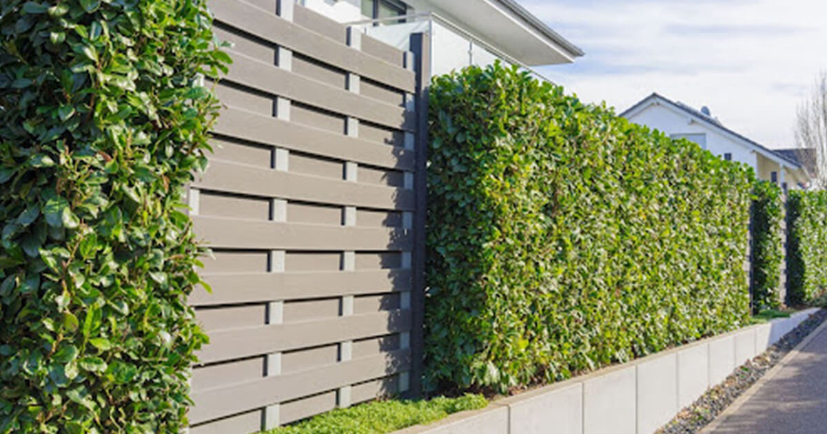 Plant walls privacy screen